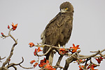 Brown Snake-Eagle